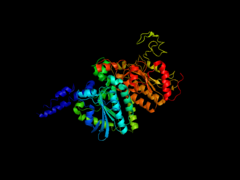 Carboxyl transferase subunit of E. coli acetyl-CoA carboxylase