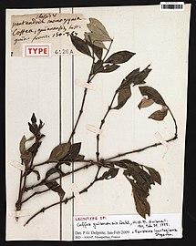 "Coffea guianensis", Coffee plant from Guyana, collected by Jean Baptiste Christophore Fusée Aublet in 1775