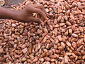 Graines du cacaoyer devenues fêves après séchage.