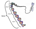Schematische Darstellung eines Gens auf einem DNA-Strang