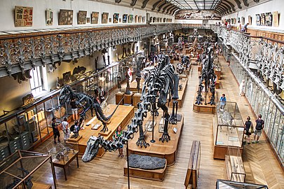 Dinosaur gallery