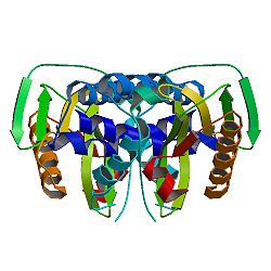 nichtstrukturelles Protein 1