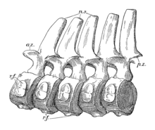 diagram of an articulated series of cervical vertebrae