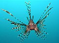 Image 1The red lionfish (Pterois volitans) is a venomous coral reef fish from the Indian and western Pacific Oceans. The red lionfish is also found off the east coast of the United States, and was likely first introduced off the Florida coast in the early to mid 1990s.