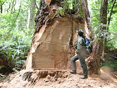 A park ranger inspects a redwood tree illegally cut to obtain a burl, Redwood National Park, California