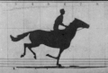 Image 29GIF animation from retouched pictures of The Horse in Motion by Eadweard Muybridge (1879). (from History of film technology)