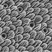 Olfactory sensors (scales and holes) on the antenna, under the electron microscope