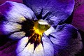 Garten-Stiefmütterchen(Viola wittrockiana)