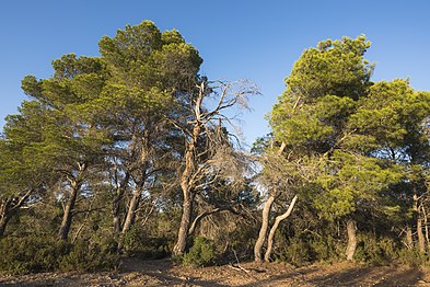 A grove of Aleppo pines in Pinet