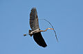 Image 44A great blue heron (Ardea herodias) flying with nesting material in Illinois. There is a colony of about twenty heron nests in trees nearby. Image credit: PhotoBobil (photographer), Snowmanradio (upload), PetarM (digital retouching) (from Portal:Illinois/Selected picture)