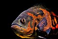 The oscar (Astronotus ocellatus) is one of the most popular cichlids in the fishkeeping hobby.