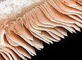 Image 36Close-up cross section of mushroom. (from Mushroom)