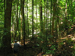 Daintree Rainforest, 2011