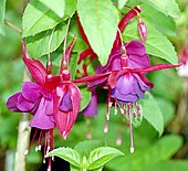 The flower of the Fuchsia plant was the original inspiration for the dye, which was later renamed magenta dye.
