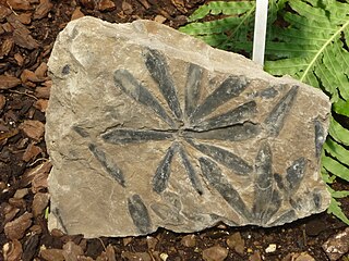 Fossil leaves of Cordaites lungatus