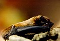 Der Kleine Abendsegler (Nyctalus leisleri)