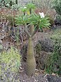 Madagaskarpalme (Pachypodium lamerei)