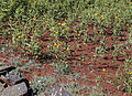 Ramtillkraut in Äthiopien/Amhara