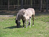 Polish ponies in the Roztocze National Park