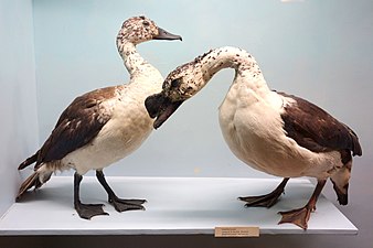 Specimens from the Royal Museum for Central Africa (female, male)