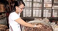 Image 89An ethnic Chinese woman in Malaysia grinds and cuts up dried herbs to make traditional Chinese medicine. (from Malaysian Chinese)