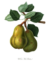 Williams' Bon Chrétien (commonly Williams or Bartlett) pear, 1822 printing digitized by Google.
