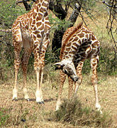 Two week-old Masai giraffes in Serengeti, Tanzania