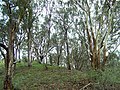Eucalyptus forest in East Gippsland, Victoria. Mostly E. albens (white box).
