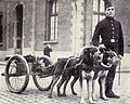 Belgian dogs trained to draw machine guns