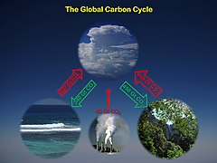 Ocean and land sinks have taken up about half of fossil carbon emissions into the atmosphere. It's uncertain how long this will continue.[27]