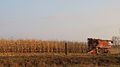Image 12Harvesting corn in Jones County (from Iowa)