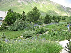 Alpine botanical garden