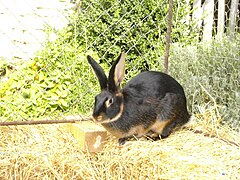 Kaninchenrasse Lohkaninchen mit teils lohfarbigem Fell