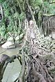 Hängebrücke aus Wurzeln in Sumatra