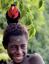 A black-capped lory perching on a boy's head at Kaminabit village, Middle Sepik