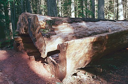 A Western white pine in St. Joe National Forest (died in 1998 and cut down in 1999)