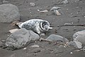 November: Junger Seehund am Strand auf den Färöern