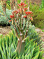 Aloe polyphylla