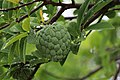 Annona squamosa fruit from Myanmar