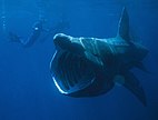 Riesenhai (Cetorhinus maximus)