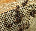 Domestically kept Cape honey bees on a hive frame with honeycomb