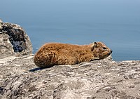Basking on Table Mountain, South Africa