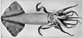 Humboldt squid (Dosidicus gigas, max. 1.5 m or 4.9 ft)
