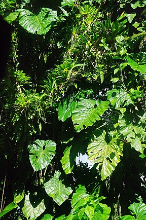 Philodendron im Regenwaldbereich des Parks