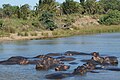 Flusspferde im St.-Lucia-See