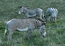 Three Grévy's zebras grazing