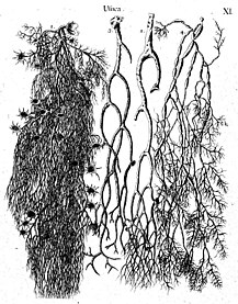 11 Usnea (beard lichens)