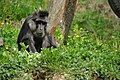 Tonkean Macaque