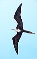 Juvenile in flight, Galapagos Islands