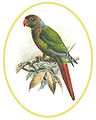 Molina's Parrot from Philip Lutley Sclater and W. H. Hudson, Argentine Ornithology: A Descriptive Catalogue of the Birds of the Argentine Republic (1888-89).